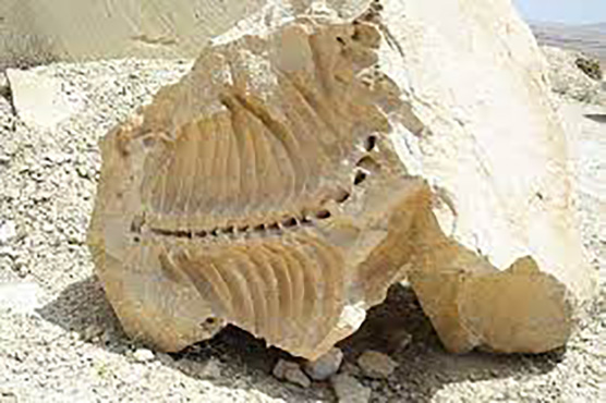 فسیل های ۲۰ میلیون ساله شیرین سو جاذبه‌ گردشگری بی نظیر کبودراهنگ