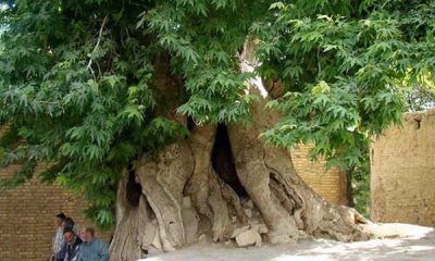 درخت کهنسال اصفهان