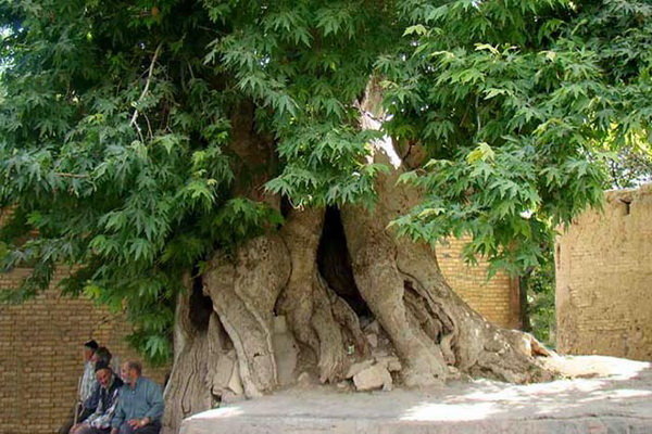 درخت کهنسال اصفهان