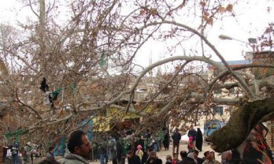 ۳ درخت چنار کهنسال البرز ثبت ملی