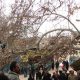 ۳ درخت چنار کهنسال البرز ثبت ملی