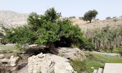 درخت توت کهنسال منطقه آرپناه شهرستان لالی