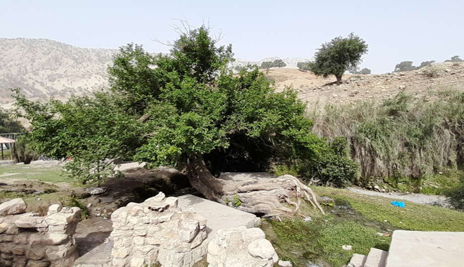 درخت توت کهنسال منطقه آرپناه شهرستان لالی