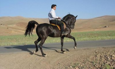 اسب کرد ثبت جهانی میراث فرهنگی