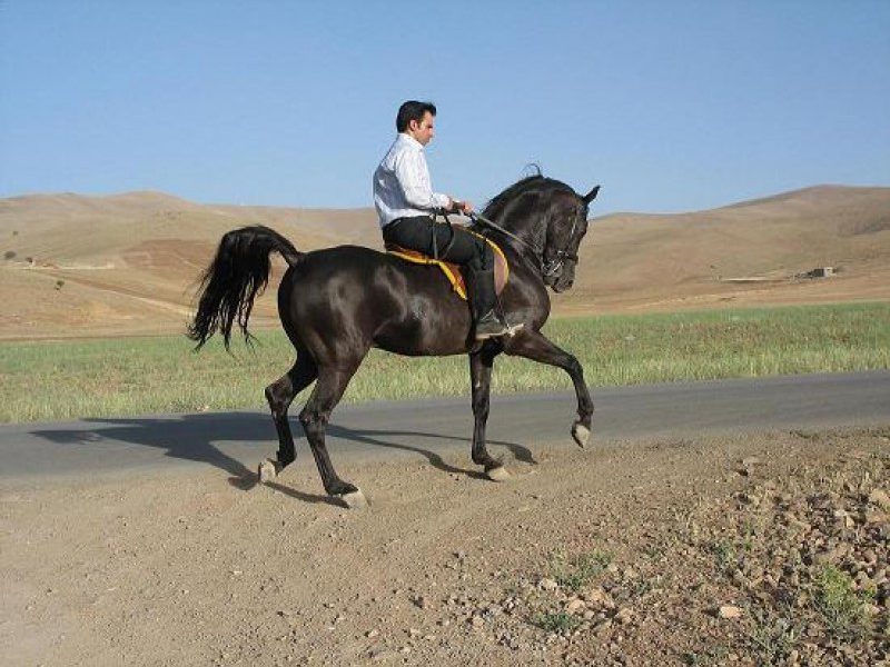 اسب کرد ثبت جهانی میراث فرهنگی