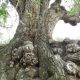درخت کهنسال گردو ثبت ملی