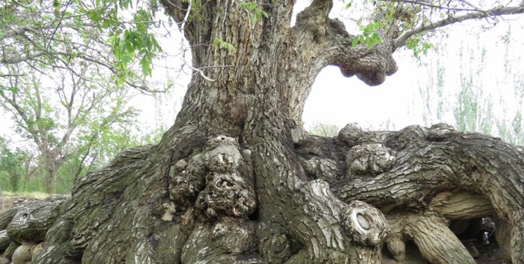 درخت کهنسال گردو ثبت ملی