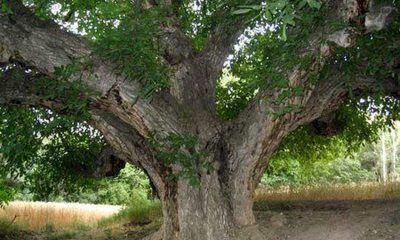 درخت گردوی هزار ساله کهنسال ثبت ملی