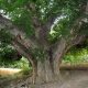 درخت گردوی هزار ساله کهنسال ثبت ملی