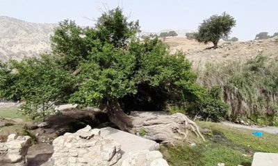 منطقه گردشگری آرپناه در شهرستان لالی درخت توت 500 ساله