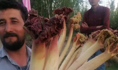 سومین جشنواره ریواس و سبزی‌های بومی در کوهسرخ خراسان رضوی