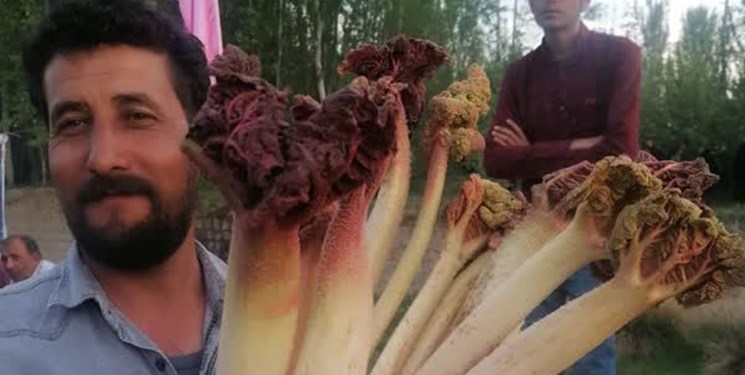 سومین جشنواره ریواس و سبزی‌های بومی در کوهسرخ خراسان رضوی