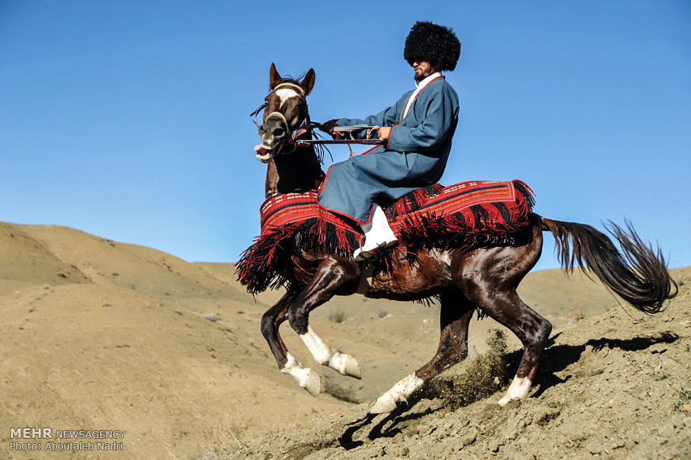 اسب اصیل ترکمن جشنواره اسب اصیل ترکمن میراث فرهنگی گردشگری آیین باستانی آیین تاریخی