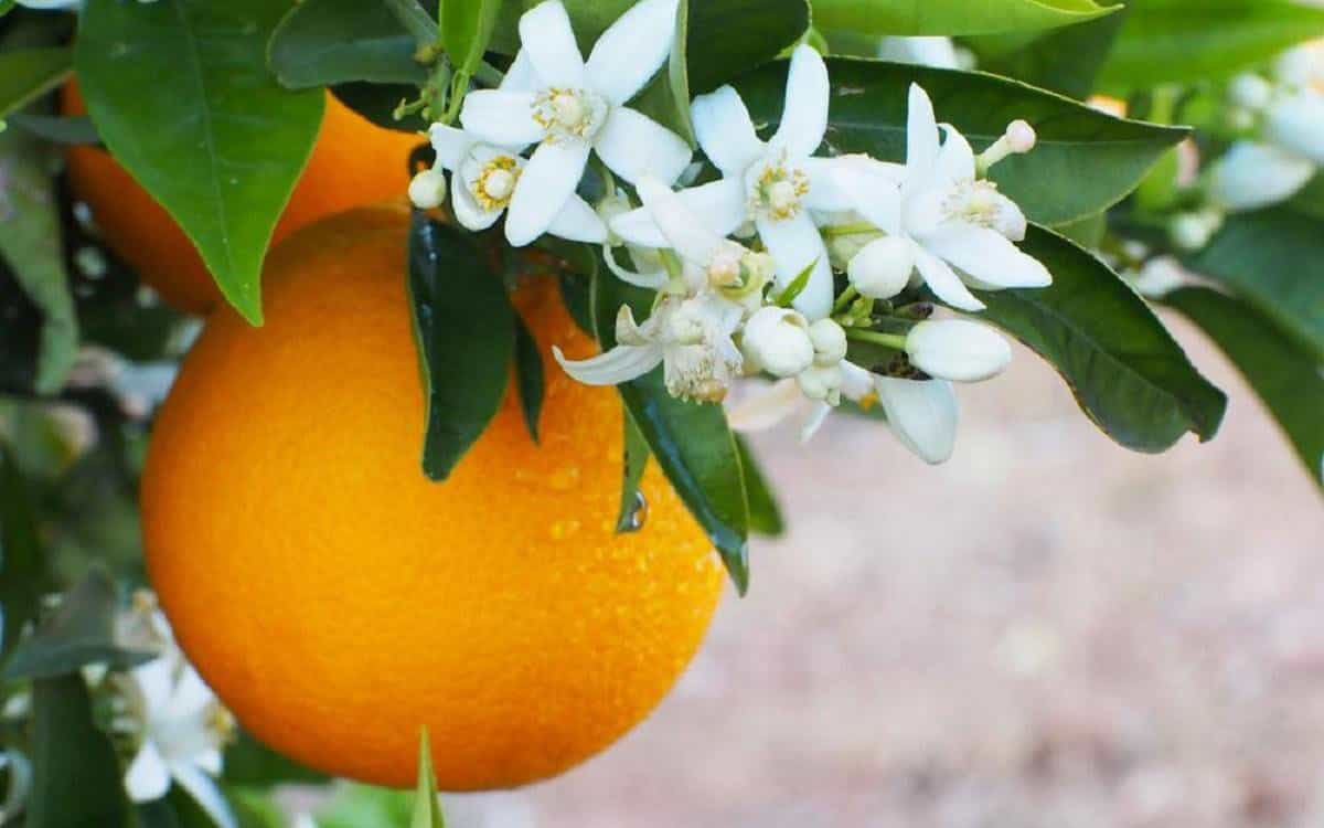 بهار نارنج جشنواره بهار نارنج میراث فرهنگی گردشگری