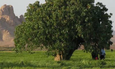 درخت پسته نایین اصفهان میراث فرهنگی میراث طبیعی ثبت ملی