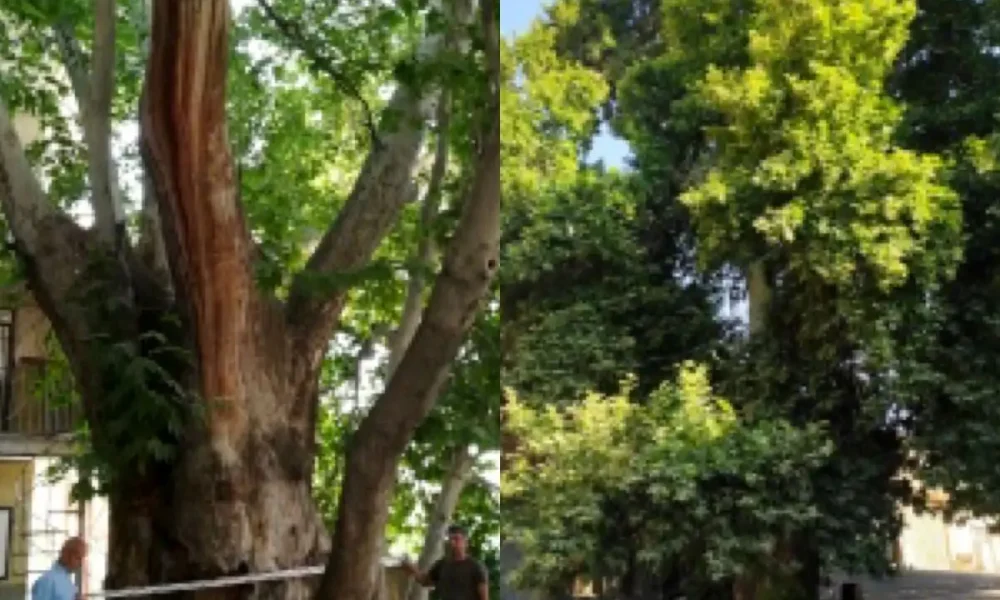 درخت کهنسال ساوجبلاغ ثبت میراث ملی کوشک زر